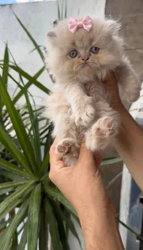 Vendo Lindas filhotinhas de Gato Persa (Fêmeas)