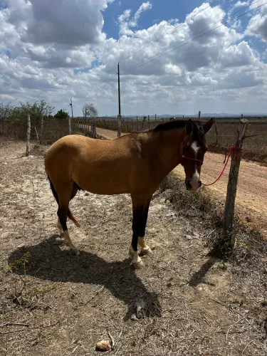 Cavalo
