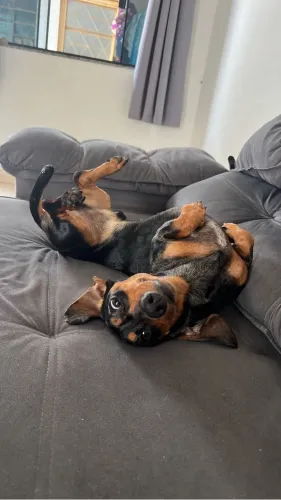 Procuro uma fêmea raça Dachshund ( Salaicha, Cofap)