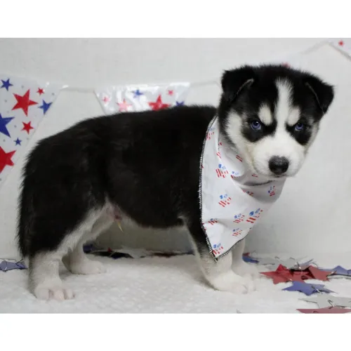 Husky Siberiano | Chama agora