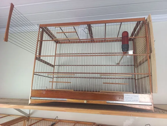 Voador muito bom disponível
