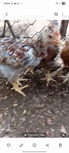 gsb a raça que está em auta.