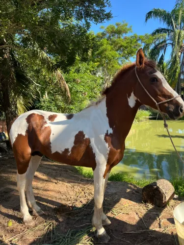 CAVALO MANGALARGA PAMPA DE CASTANHO