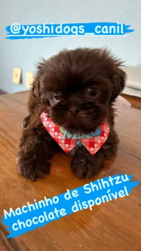 Shihtzu macho & femea de pronta entrega exóticos