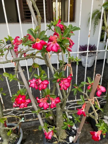 Rosa do Deserto 