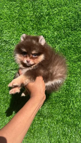 Lulu da Pomerânia 