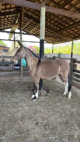 Burro Pega com Mangalarga