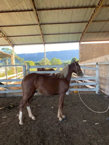 Cavalo é éguas a venda