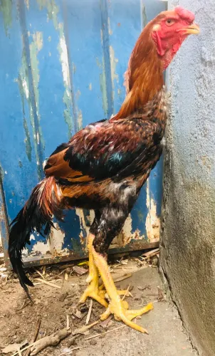 Vende se frango índio gigante