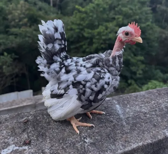 Garnisé pescoço pelado 