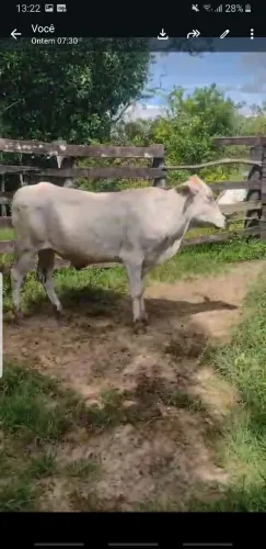 A venda 2 bois 