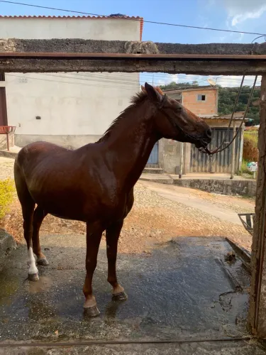 Cavalo marcha picada