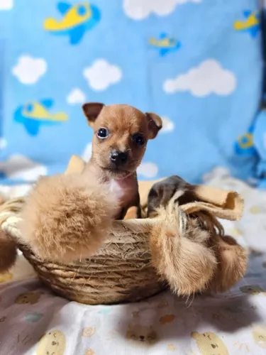 Baby Pinscher/Pincher super dócil saudável linhagem selecionada ativa