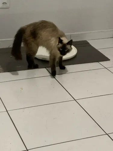Vende-se gato. Sua companhia vender q vou sair e não tem como levar. Triste com isso . 700
