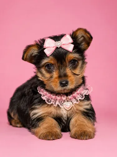 Yorkshire fêmea sua nova menina 