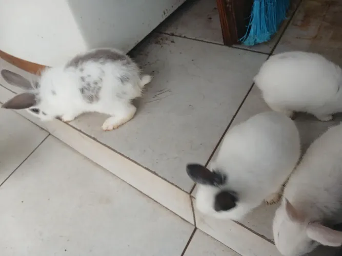 Os coelhinhos mais fofos chegaram ?<br>Muito lindos, tranquilos e bem cuidados!