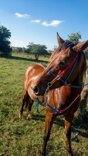 Cavalo ? bom todo inteiro adomado 