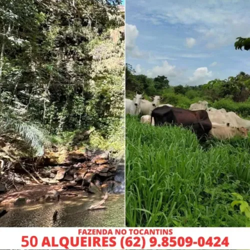 Fazenda para Soja ou Gado com Cachoeira 50 Alqueires Tocantins
