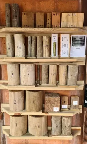 Madeira de Eucalipto e Pinus tratado em autoclave