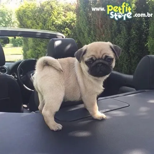 Filhotes Pug ama uma foto