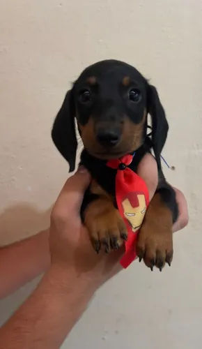 Filhotes de Dachshund - Ótima Procedência