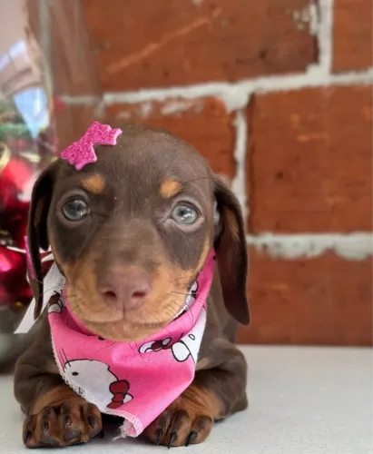 Filhote Dachshund Miniatura - Fêmea