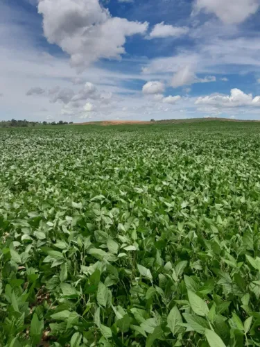 Fazenda Divisa GO/BA -São Domingos - 1287 hectares - R$ 25.000 o hectare