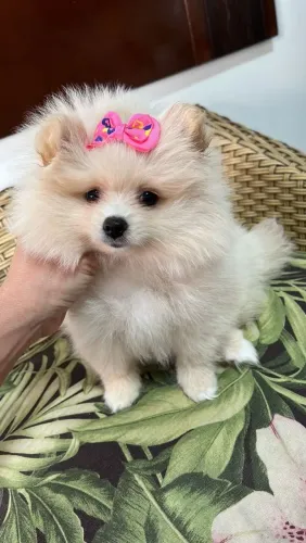  Spitz Alemão com dois meses e meio 