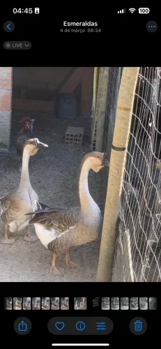Casal de ganso africano legítimo