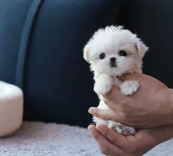 Maltês super branquinho, puro charme!