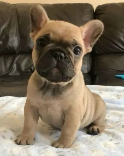 Bulldog francês fulvo 55 dias