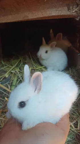 Mini coelho anão Netherland dwarf mini lop 