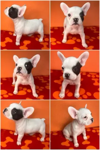 Bulldog Francês é um cão muito inteligente e fácil de treinar