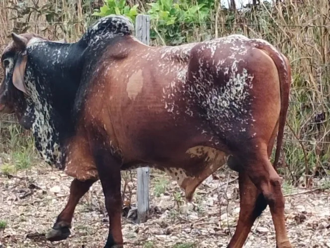 Touro Gir de ótima procedência 