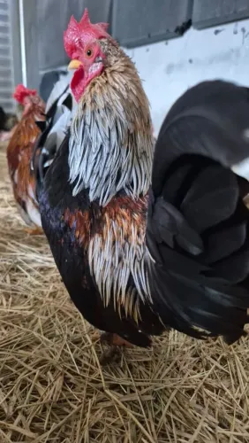 Aves disponíveis