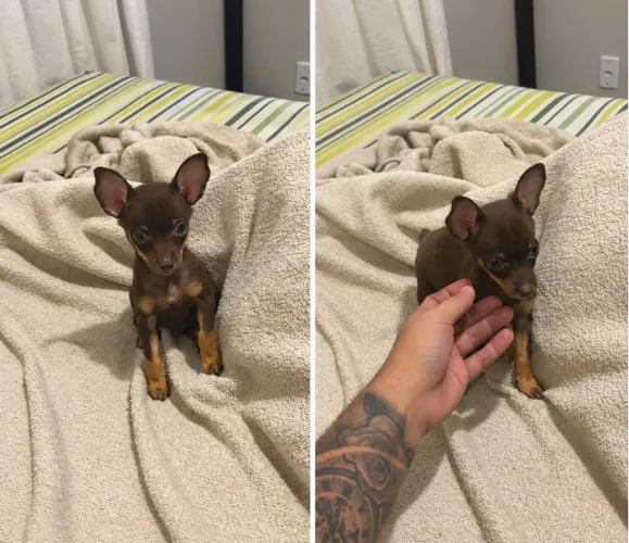 Pinscher macho 