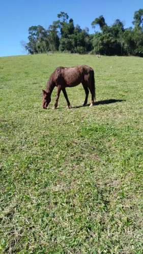 Cavalo manso
