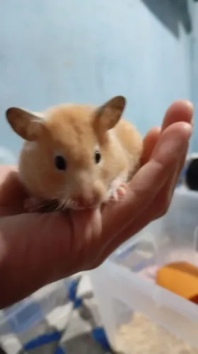 Filhote de hamster sirio