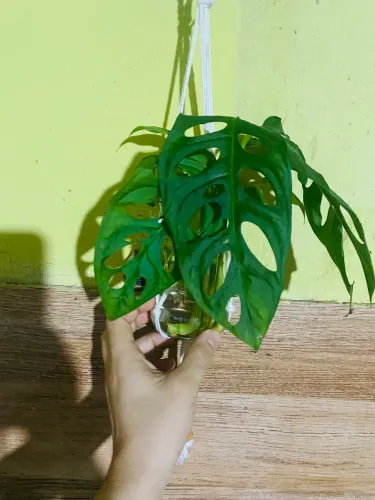 Planta Costela de Eva (monstera adansonii