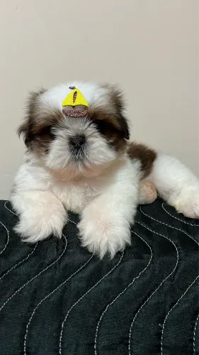 Shih tzu