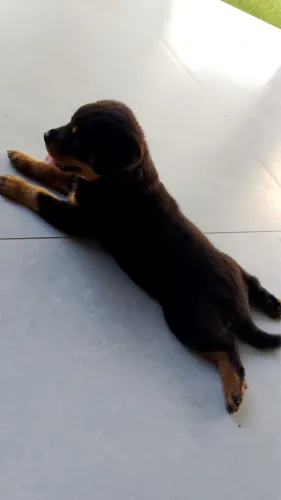 cachorro rotweiller com 3 meses