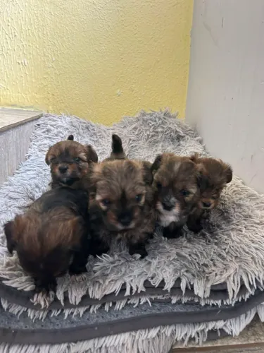 Filhote de Lhasa Apso 