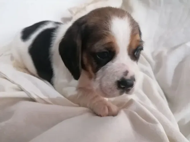 Beagle Filhotes | Muito Mais que um Pet, Um Companheiro