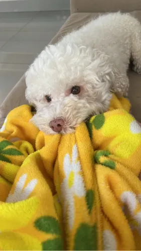 Fêmea Poodle Toy Pura para Parceria de Cruzamento