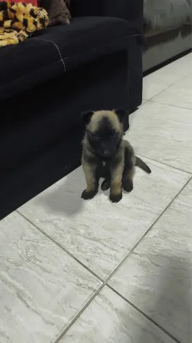Filhotes de pastor belga malinois