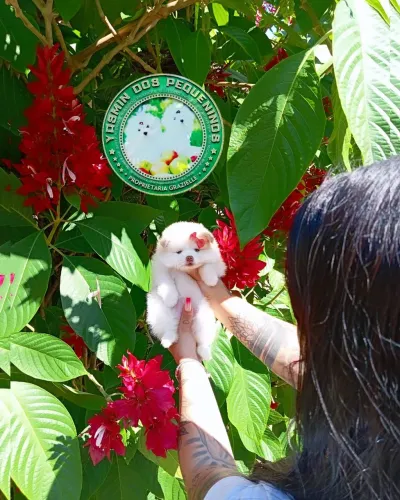 Promoção imperdível Lindas Bonecas Lulu da Pomerânia
