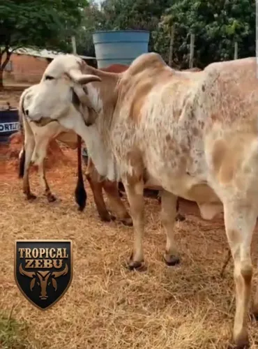Vaca jovem gir leiteiro 2 cria