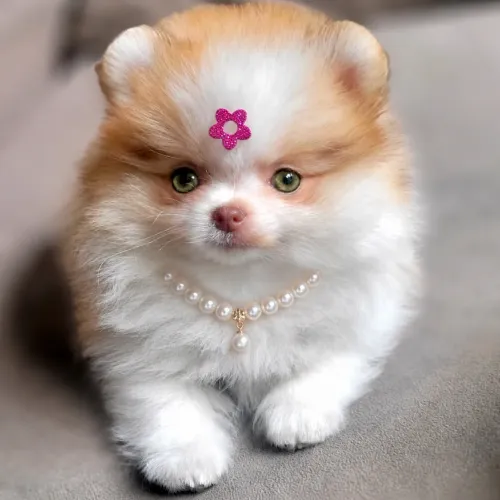 Princesa Luluzinha
