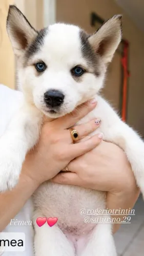 Filhote Hasky 