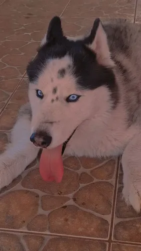 Procura-se namorada husky
